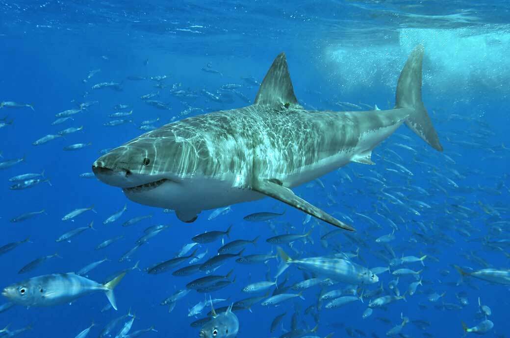 Tracked Great White Shark named Ironbound pinged off Ga Coast